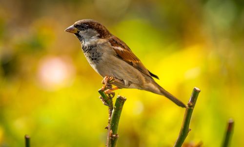 Close-up of bird perching on branch