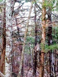 Low angle view of bamboo trees in forest