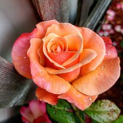 Close-up of rose blooming outdoors