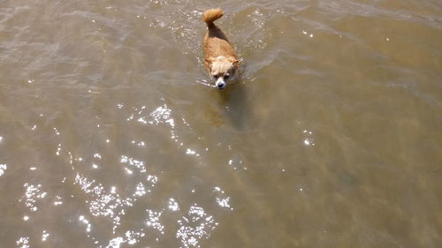 High angle view of duck swimming in lake