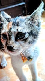 Close-up of a cat looking away