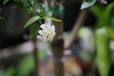 Close-up of white flowering plant