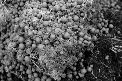 Close-up of fruit