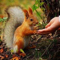 Squirrel eating food