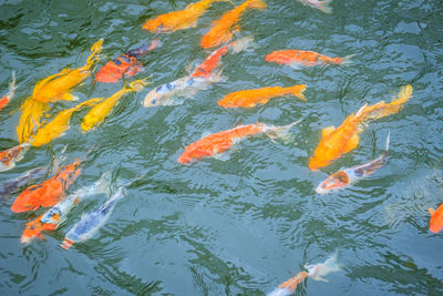 View of fish swimming in lake