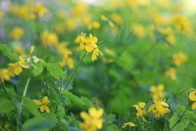 Close-up of yellow flowering plant on field