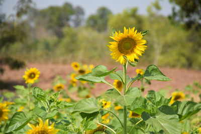 Close-up of yellow flowering plant on field