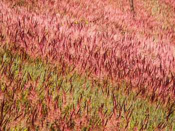 Full frame shot of pink flowering plants on field