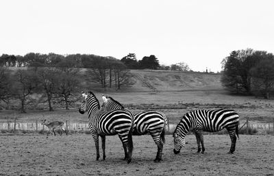 Zebra crossing in a field