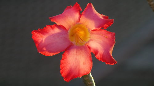 Close-up of red rose flower