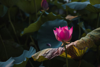 Close-up of pink water lily in pond next to weathering leaf