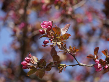 Close-up of pink cherry blossoms in spring