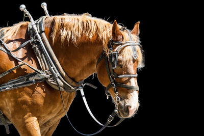 Close-up of a horse