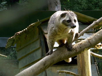 Indian civet sitting on a tree