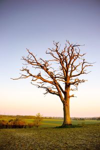 Bare tree on landscape against clear sky