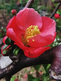 Close-up of red rose flower