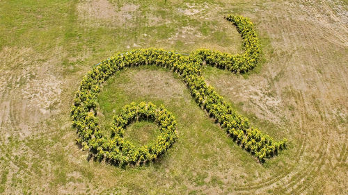 High angle view of plant growing on field