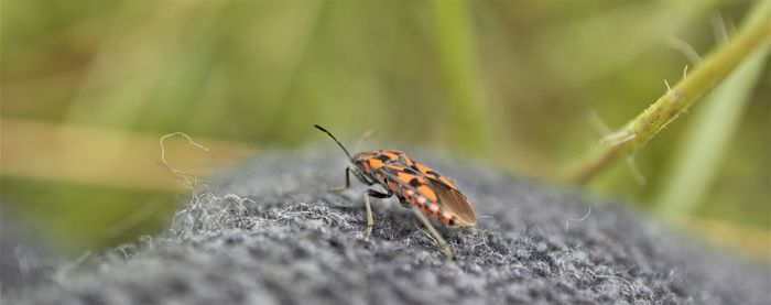 Close-up of butterfly