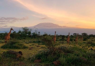 Scenic view of field against sky during sunset