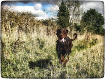 Dog standing on grassy field