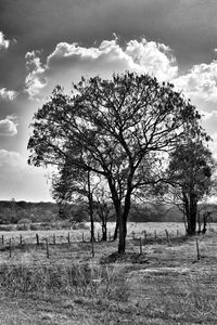 Trees on field against sky