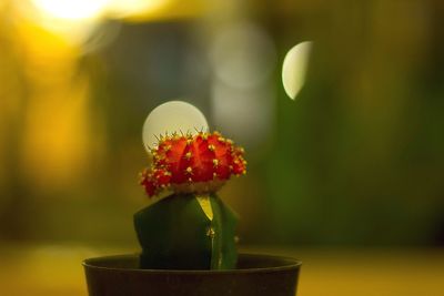 Close-up of red flower