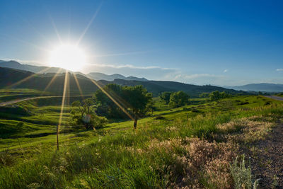 Scenic view of field against sky