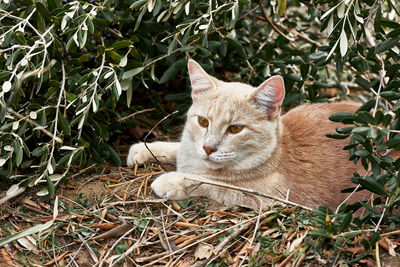 Portrait of beautiful ginger fur cat in foliage of an olive tree. domestic wild cat. 