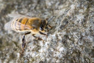 Close-up of bee on rock