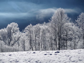 Bare trees against sky during winter