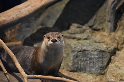Close-up portrait of lizard