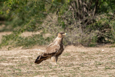 Side view of a bird on land