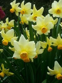 Macro shot of yellow daffodil flowers