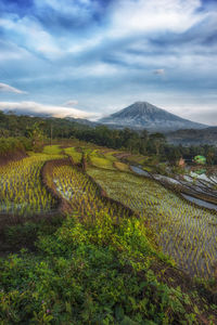 Scenic view of field against cloudy sky