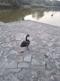 Birds in calm water