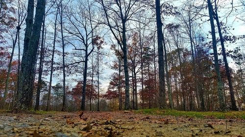 Trees in forest against sky