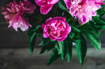 Close-up of pink blooming peonies 