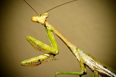 Macro shot of praying mantis