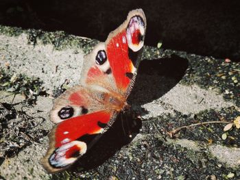High angle view of butterfly