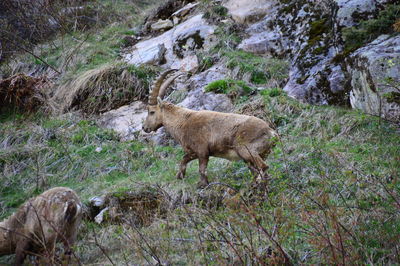 Ibex standing on field