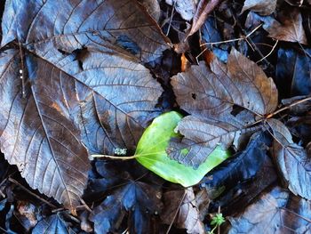 Close-up of leaves on ground