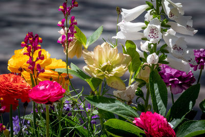 Close-up of pink flowering plants