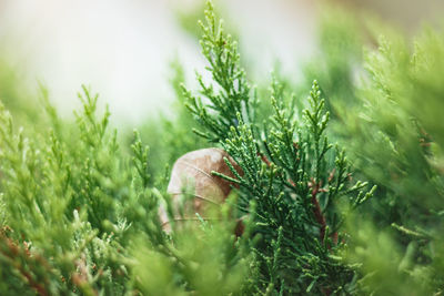 Close-up of lizard on grass