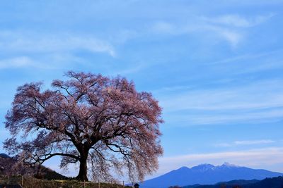 Low angle view of tree against sky