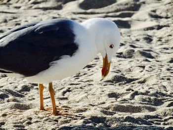 Close-up of bird