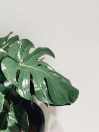 Close-up of wet plant leaves against white background