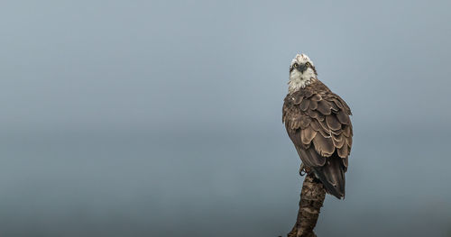 Portrait of bird perching on stem