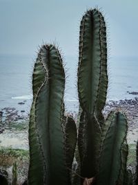 Close-up of cactus against sky