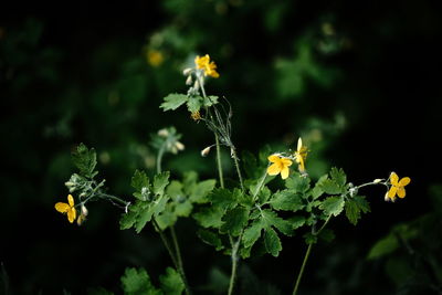 Close-up of yellow flowering plant