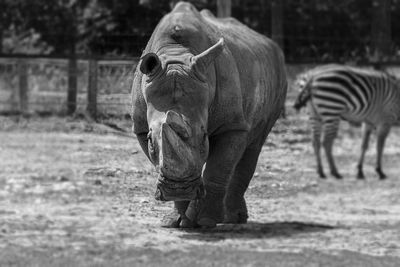 Walking rhino in the zoo